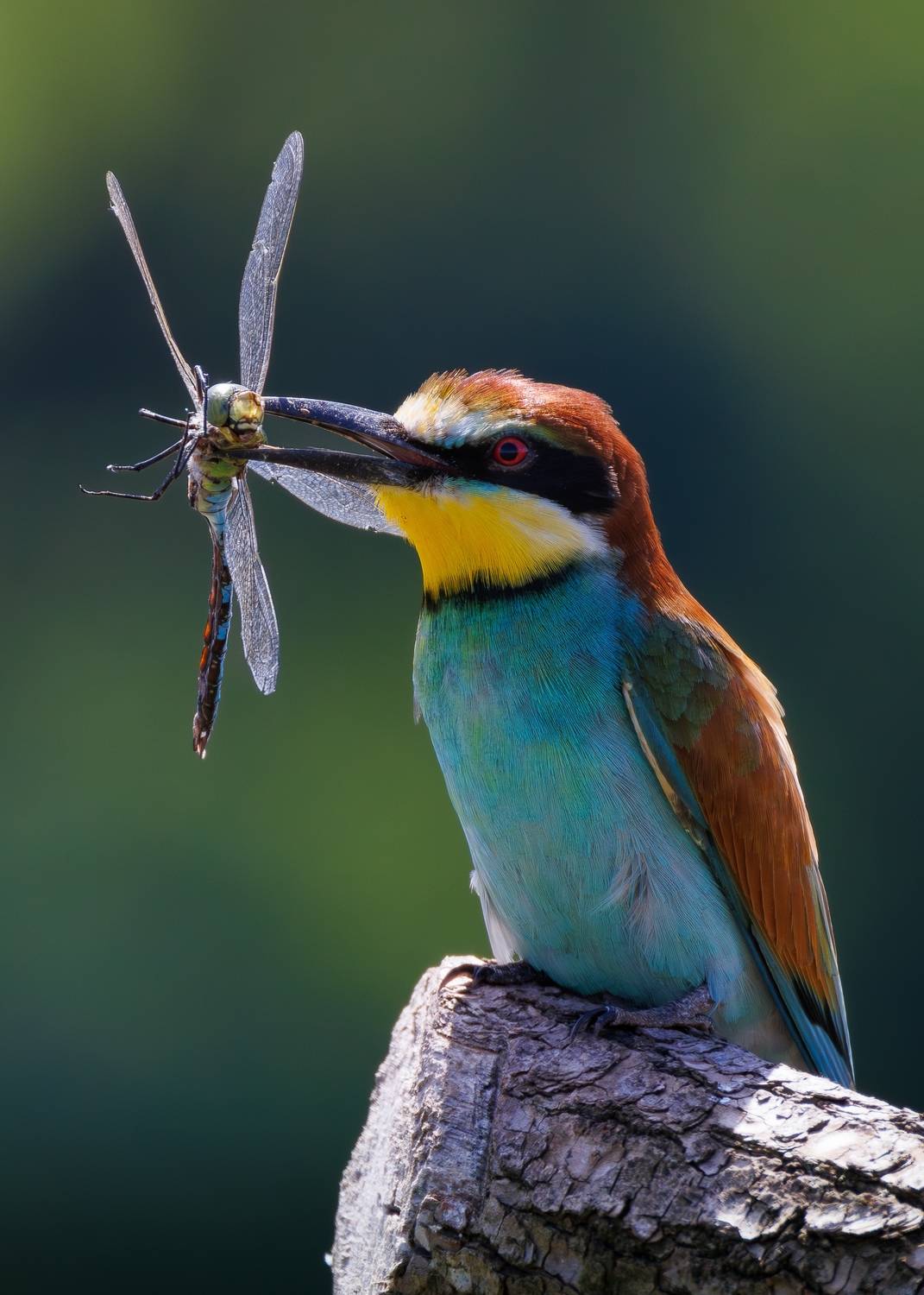 , Гильманов Артур