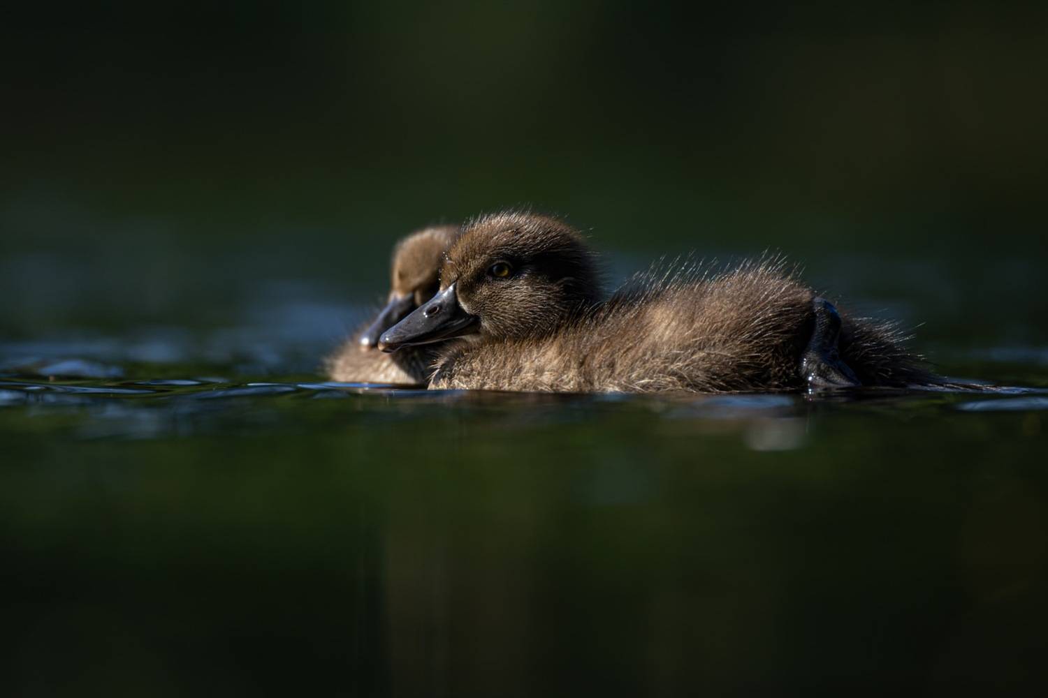 нырок, хохлатая чернеть, утенок, птицы, Руслан Pl