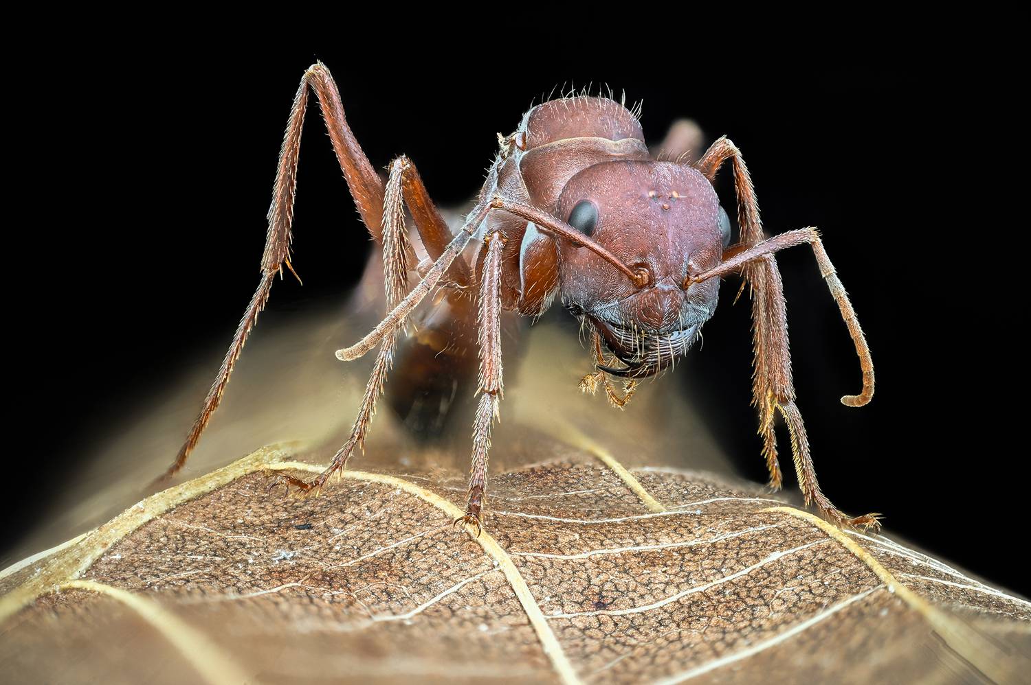 ceclii, macro, Ganev Tsvetan