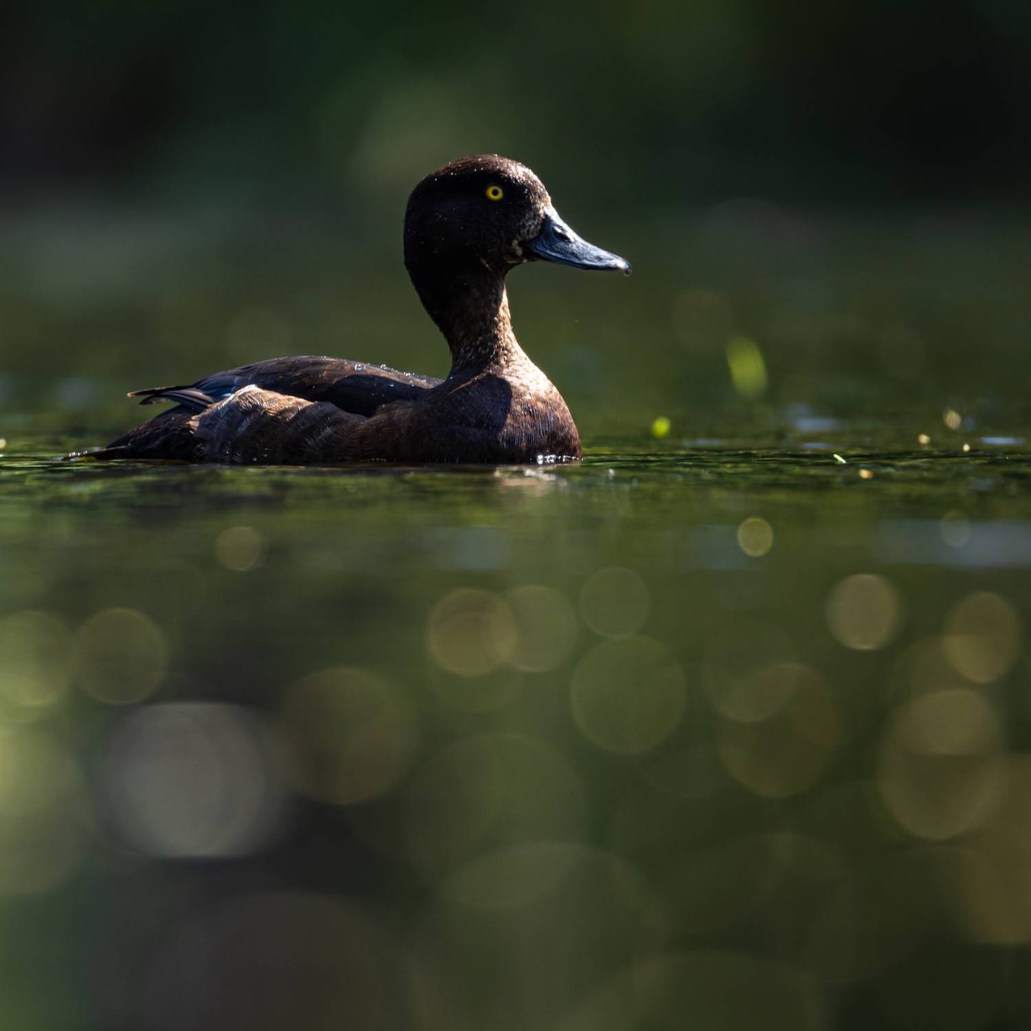 нырок, хохлатая чернеть, утка, птицы, Руслан Pl