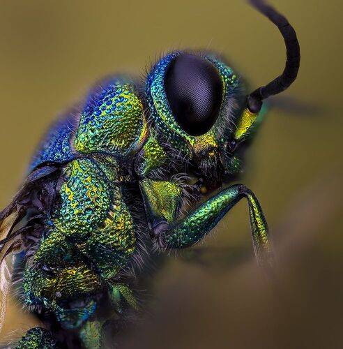 Крупный парнопес