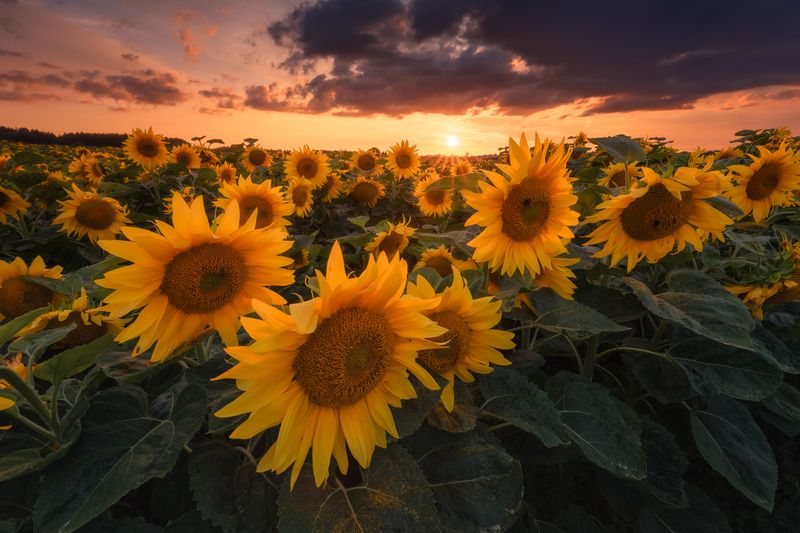 Sunflowers фото превью