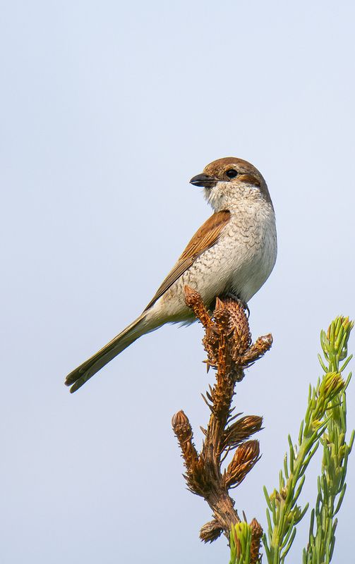Ажурные жуланчики :) фото превью