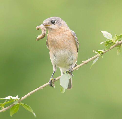 Female. Eastern Bluebird - Восточная сиалия