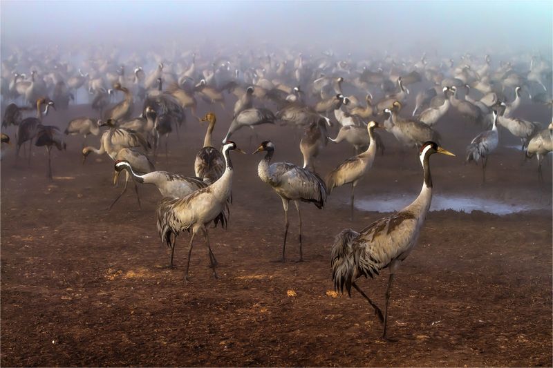 Туман...) фото превью