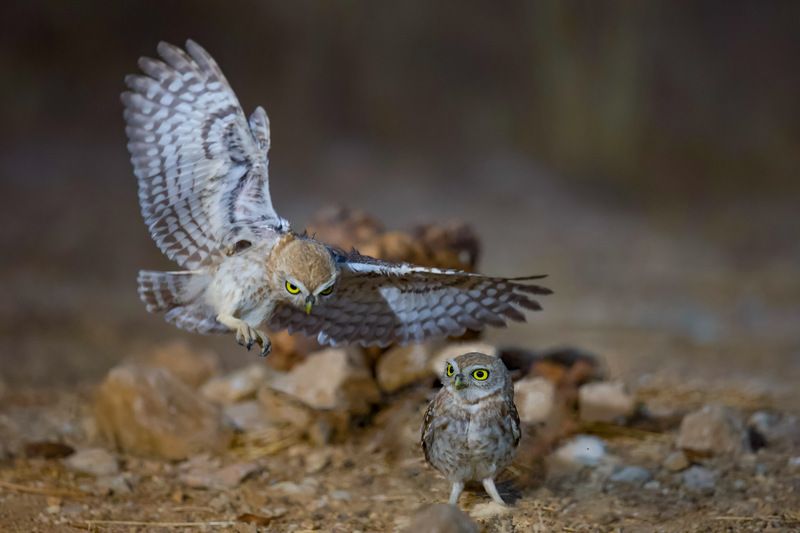 Little owls 
