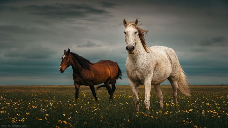 texas, horse, horses, outdoors, nature, usa, plains, flowers, storm, clouds Windswept фото превью