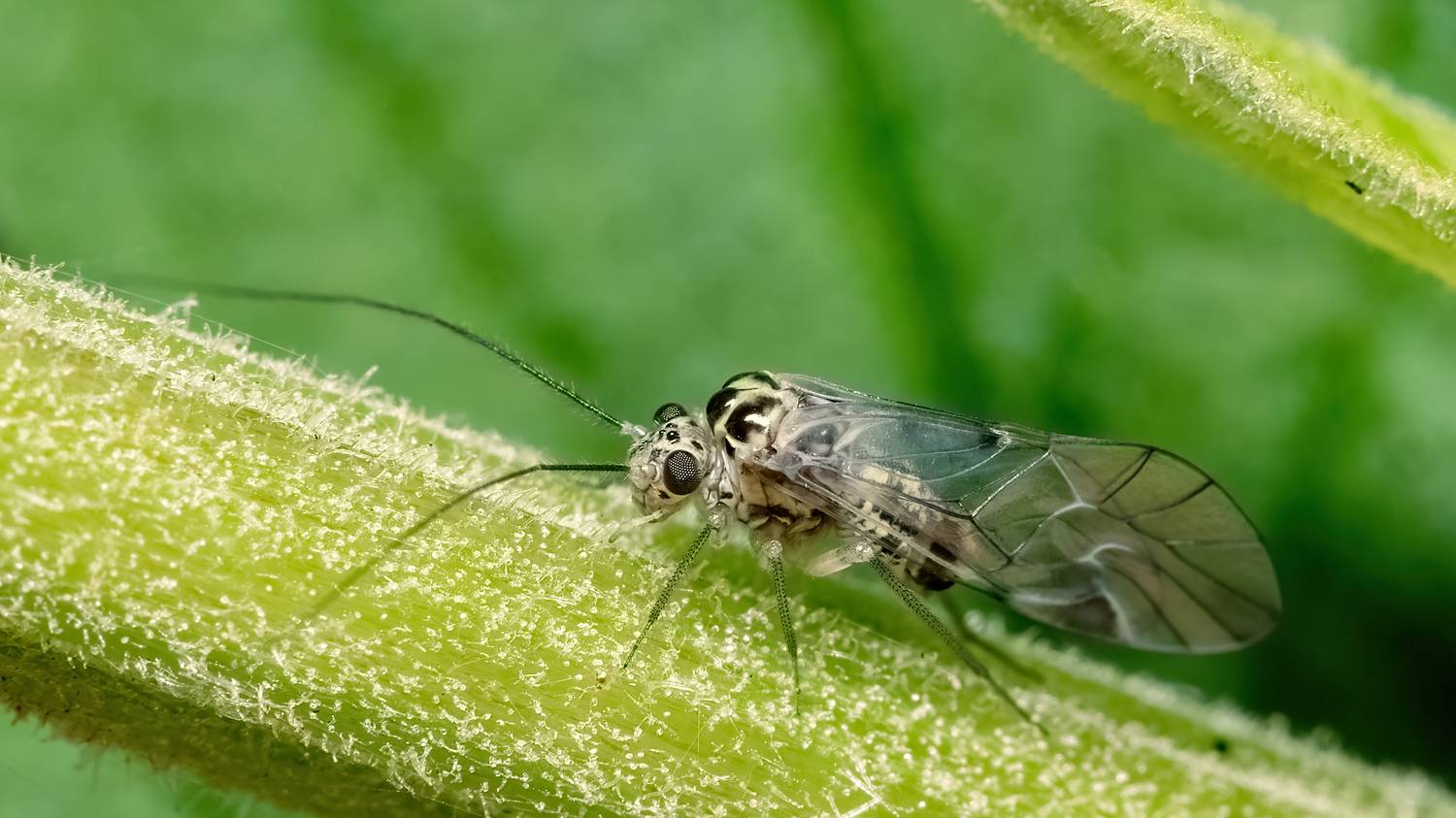 макрофото, макрофотографии, фотомакро, насекомые, макромир, макрофотограф, макроаддикт, макро_мир, naturelovers, naturelover, naturephotography, macrolove, macro_love, biodiversity, macrophotography, macro, macronature, entomology, arthropods, arthropod, ,  Stephane