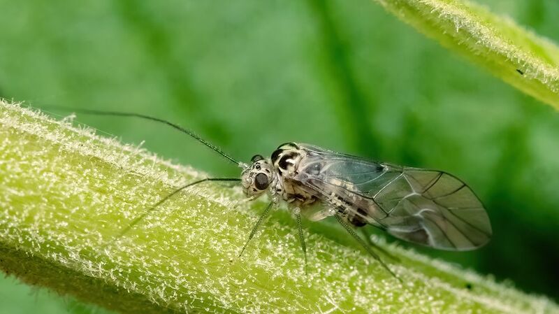 макрофото, макрофотографии, фотомакро, насекомые, макромир, макрофотограф, макроаддикт, макро_мир, naturelovers, naturelover, naturephotography, macrolove, macro_love, biodiversity, macrophotography, macro, macronature, entomology, arthropods, arthropod,  Psocoptera sp. фото превью