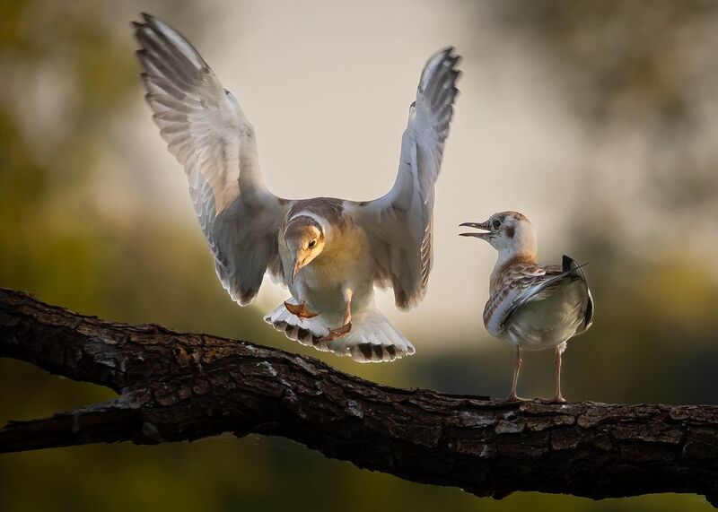 Gulls фото превью