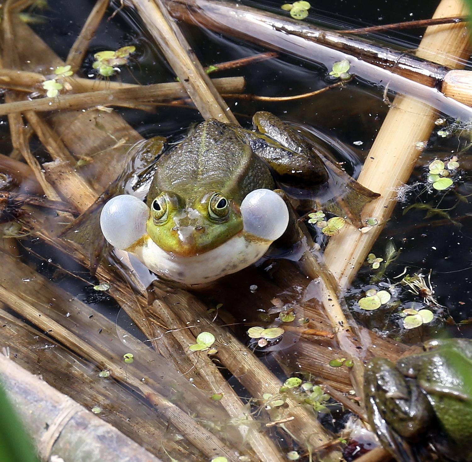 , Бибичков Михаил