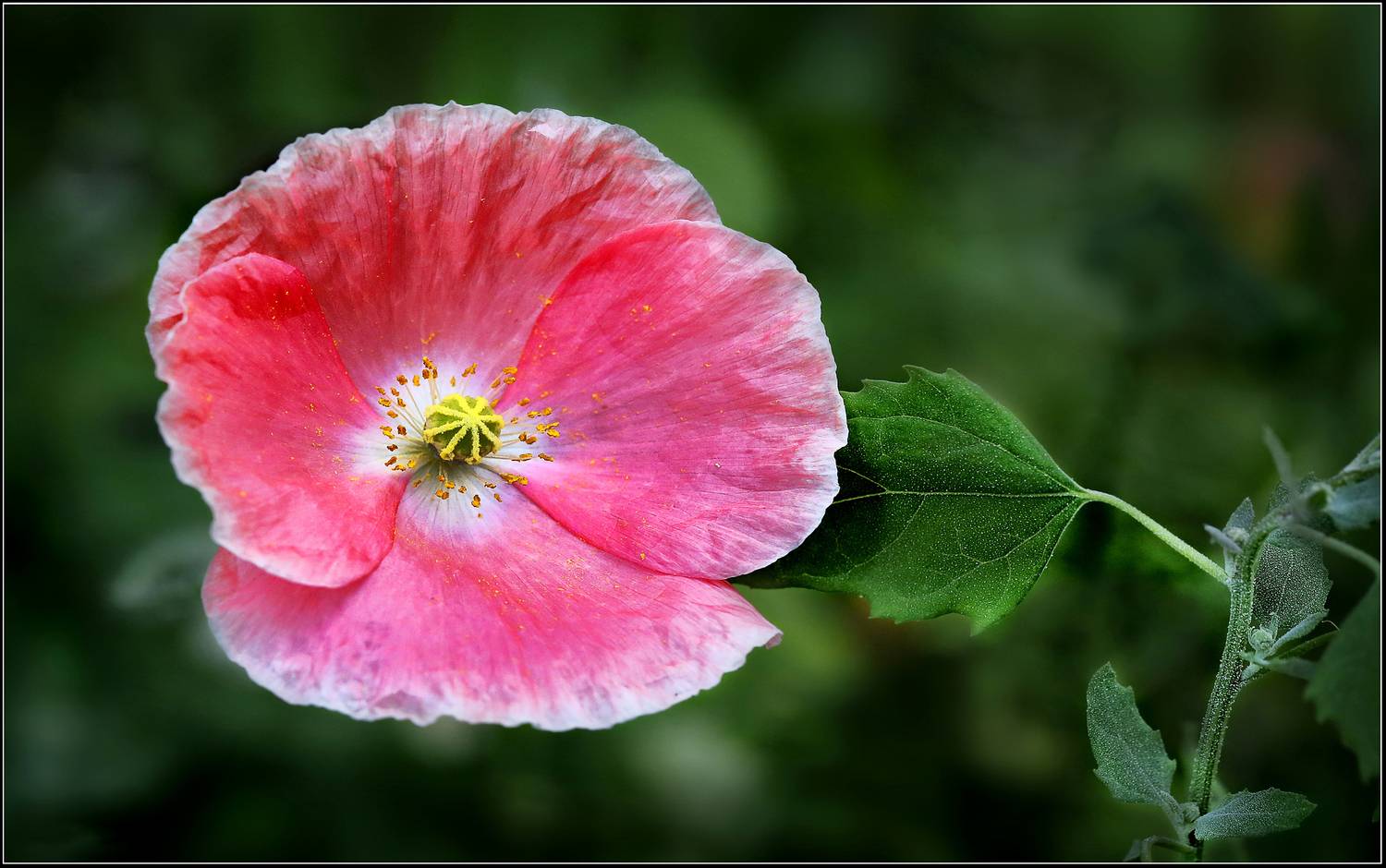 , Ушаков Валерий