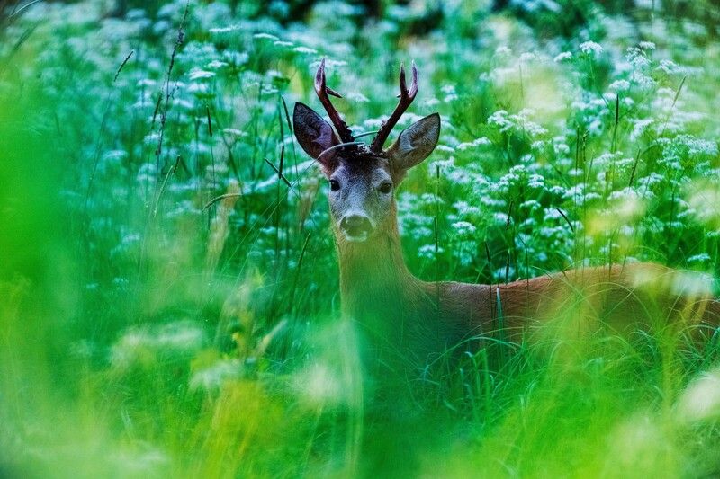 *** фото превью