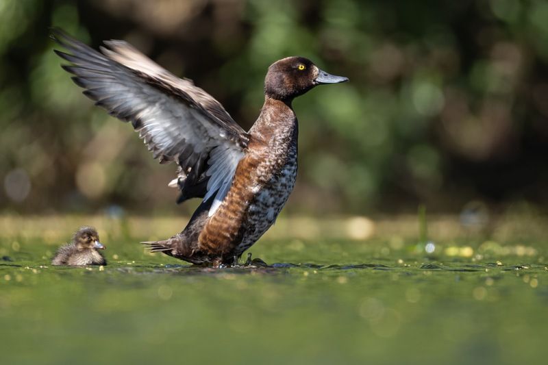 нырок, хохлатая чернеть, утенок, птицы  фото превью