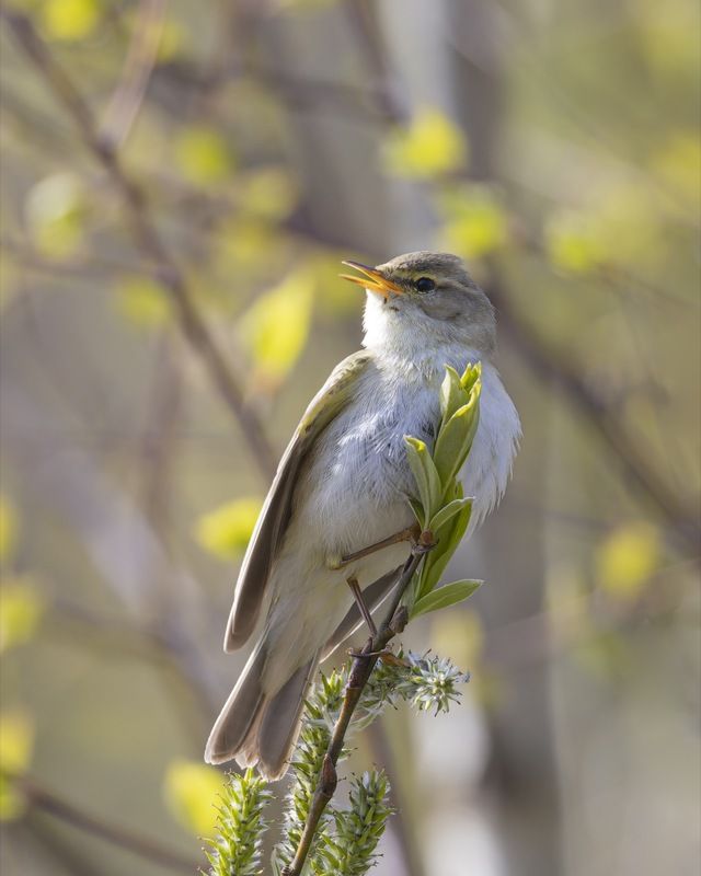 пеночка весничка, весничка, пеночка, птицы,пеночка-весничка Пеночка-весничка фото превью