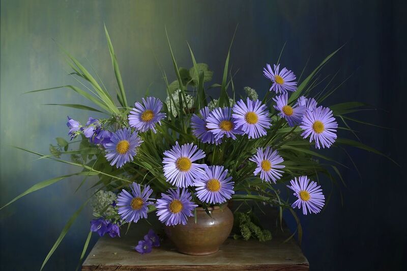 Ромашковый вечерок фото превью