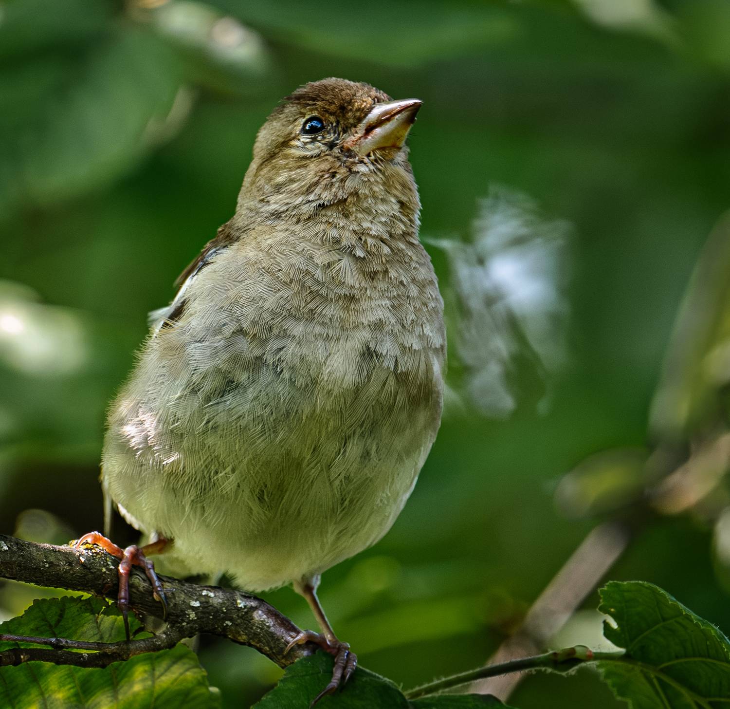 , Курлянцев Алексей