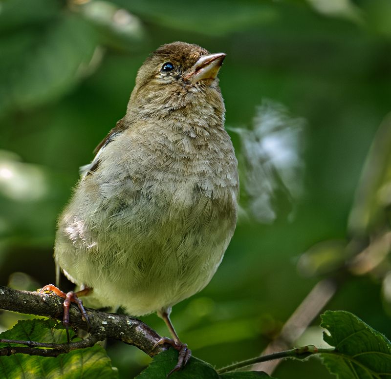 Молодой зяблик фото превью
