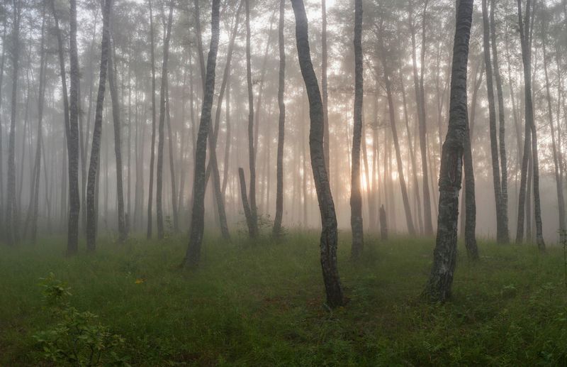 лес, туман , рассвет  фото превью