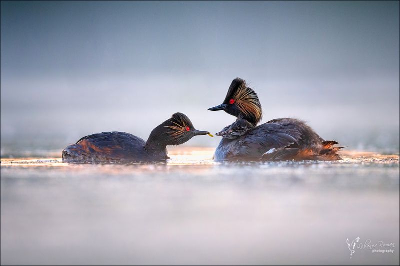 Черношейная семья фото превью