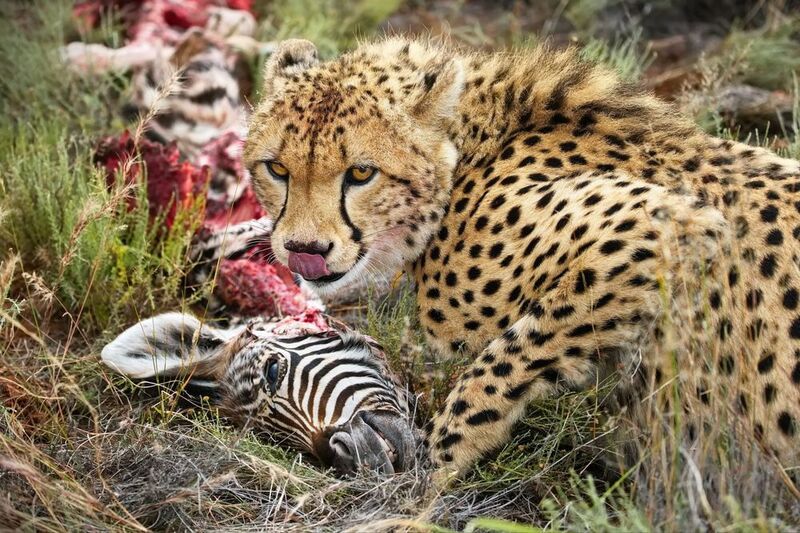 История одной охоты фото превью