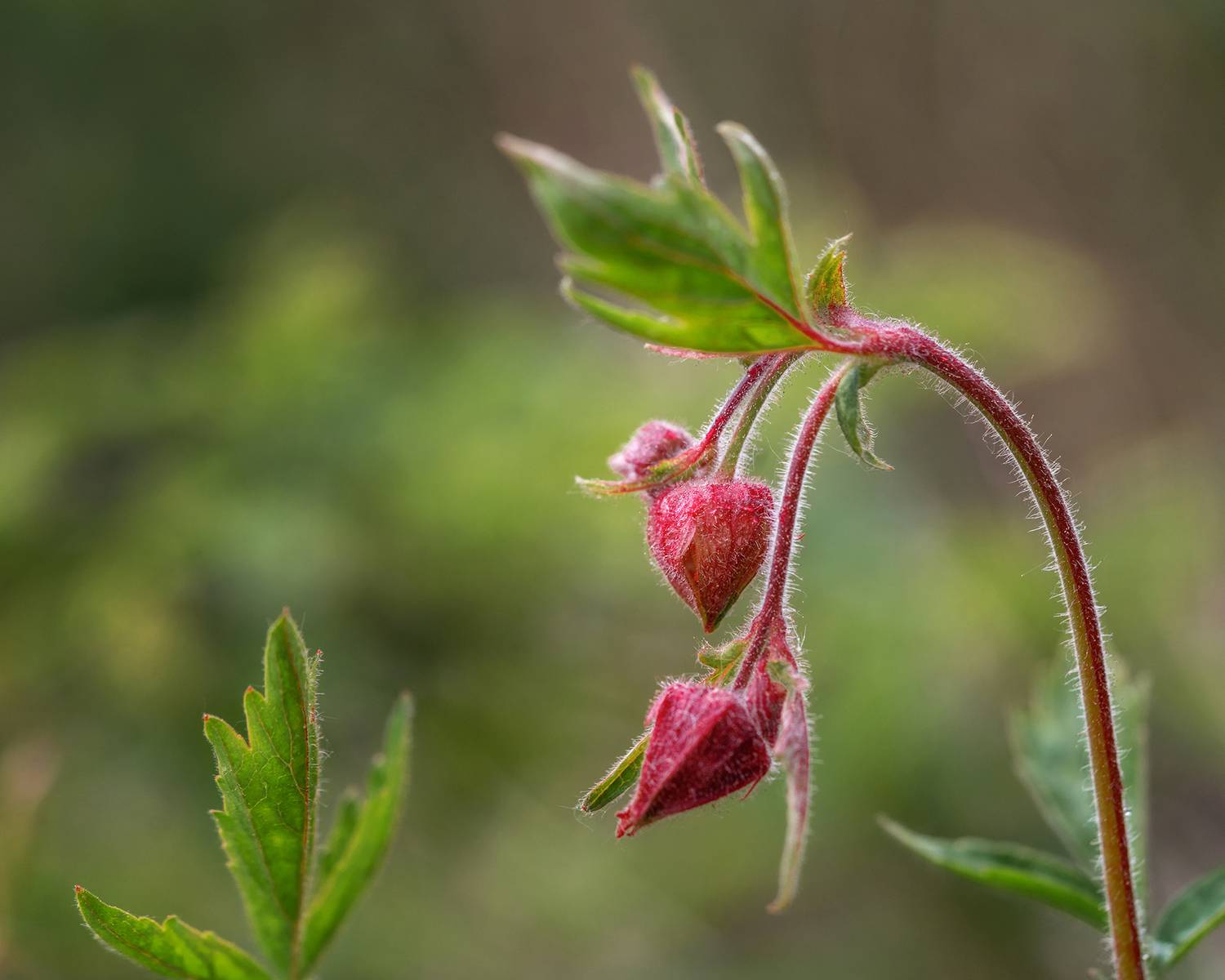 гравилат, цветок, природа, растение, флора, Людмила Завьялова