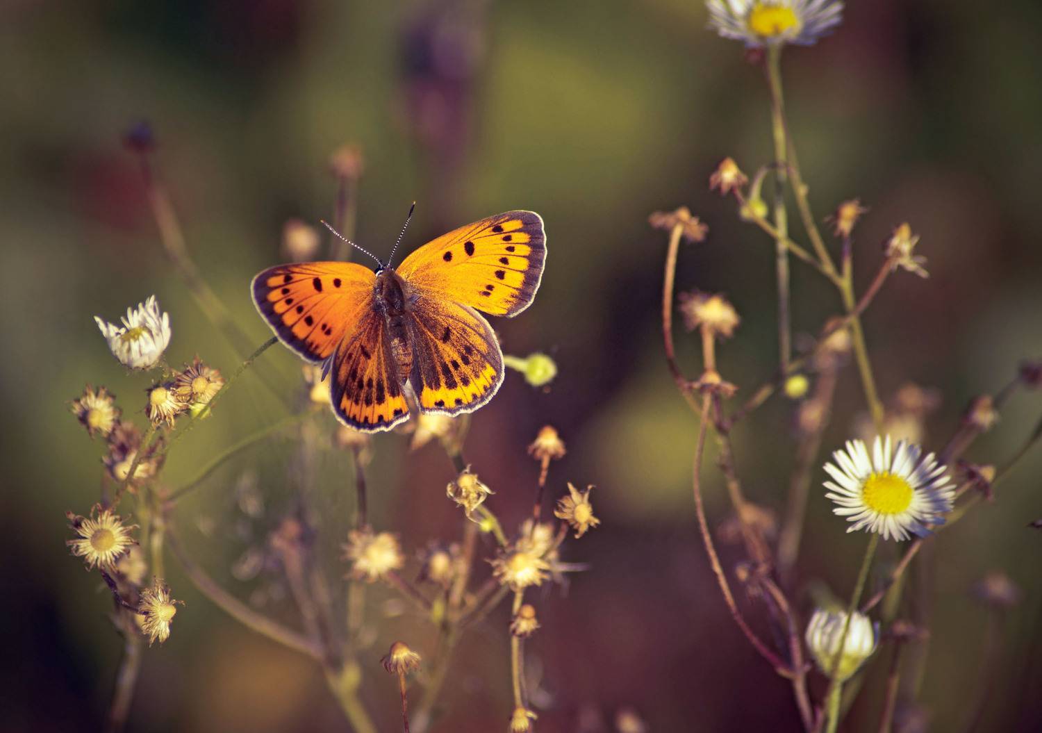, Чепленко Алексей