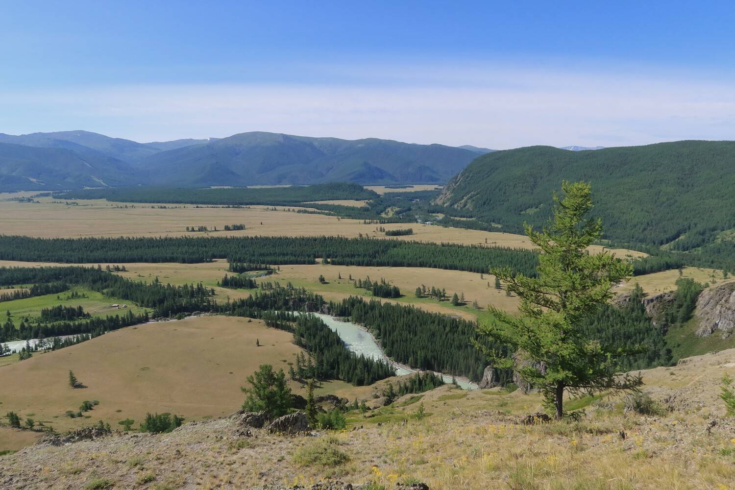 природа,алтай,степь самаха,лиственница, Козлова Галина