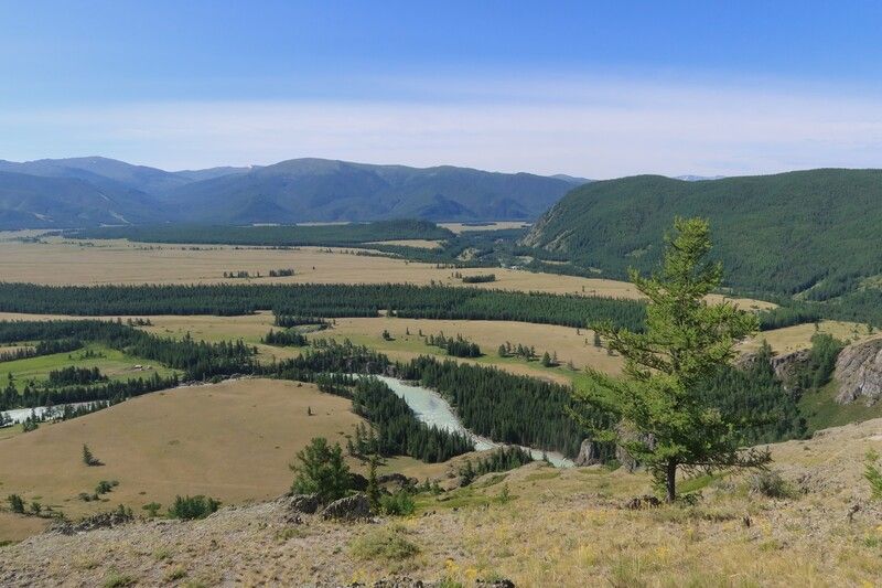 природа,алтай,степь самаха,лиственница Степь Самаха фото превью