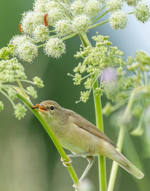 Кушать подано фото превью