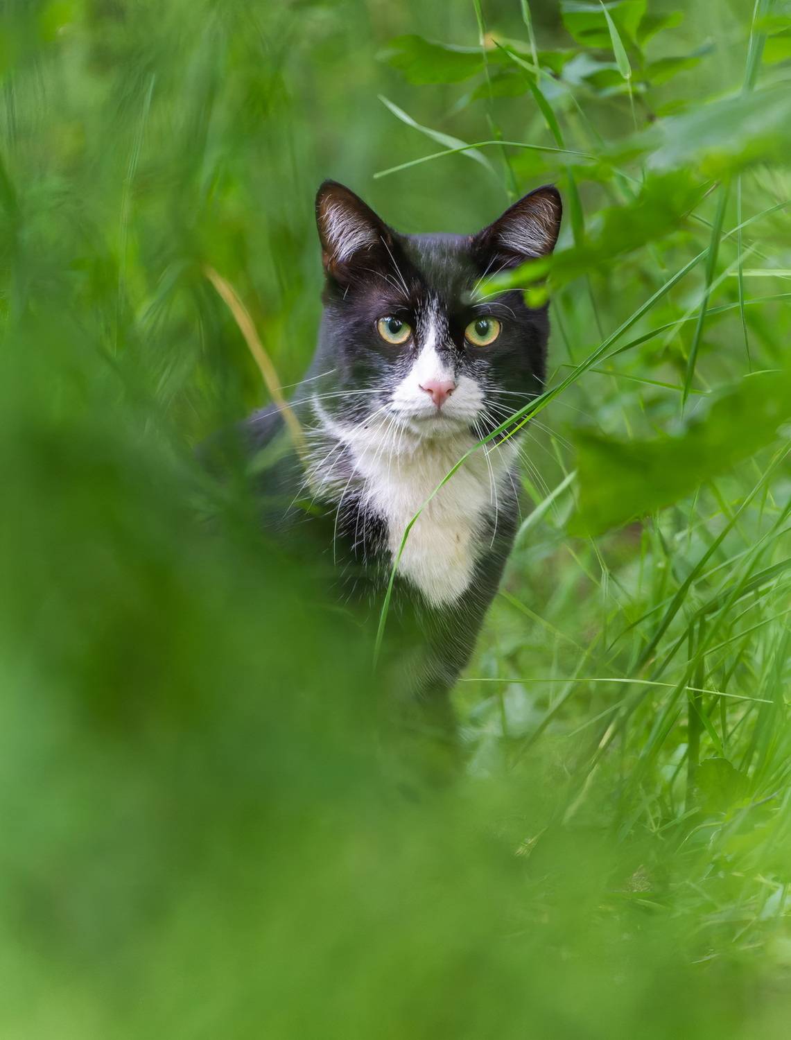 , Дэм Константин