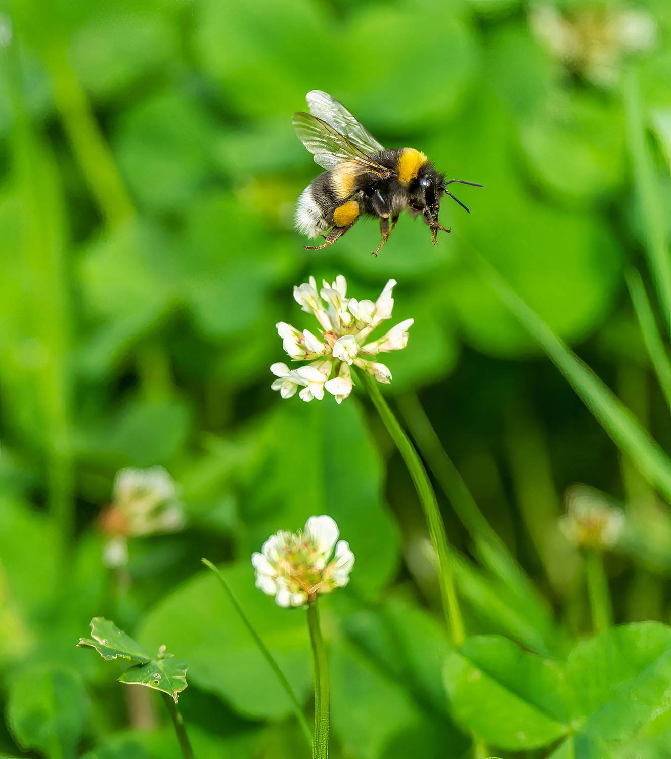 , Дэм Константин
