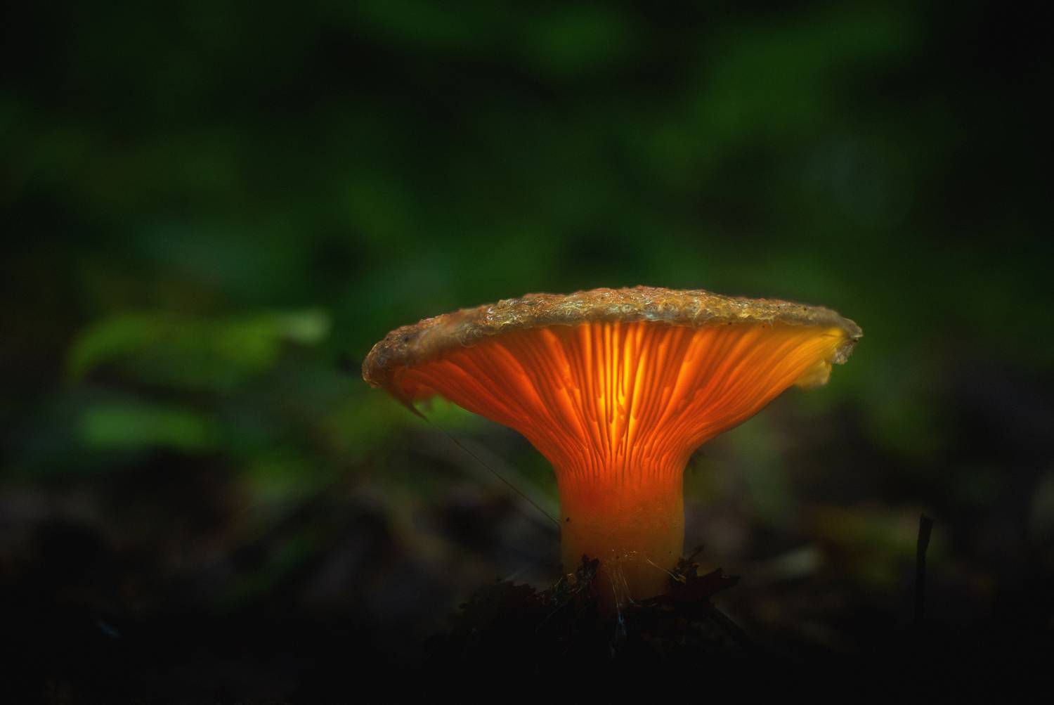 , Кокорин Алексей