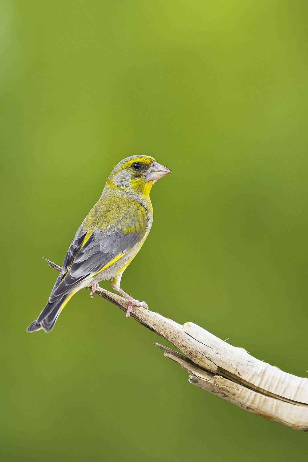 природа, Валерий Черняк