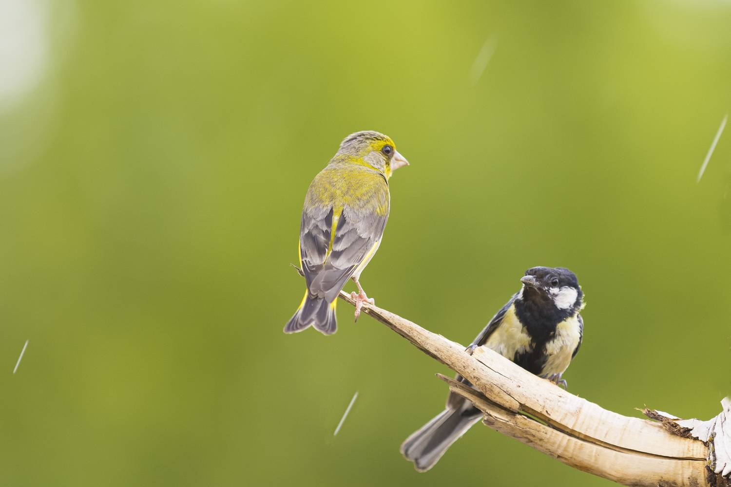 природа, Валерий Черняк