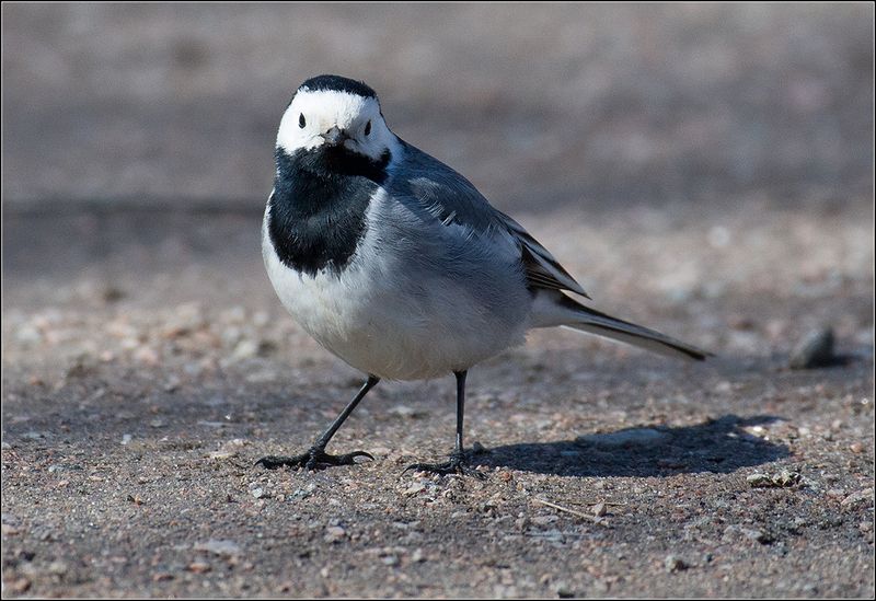 москва, парк, трясогузка, птица ***** фото превью