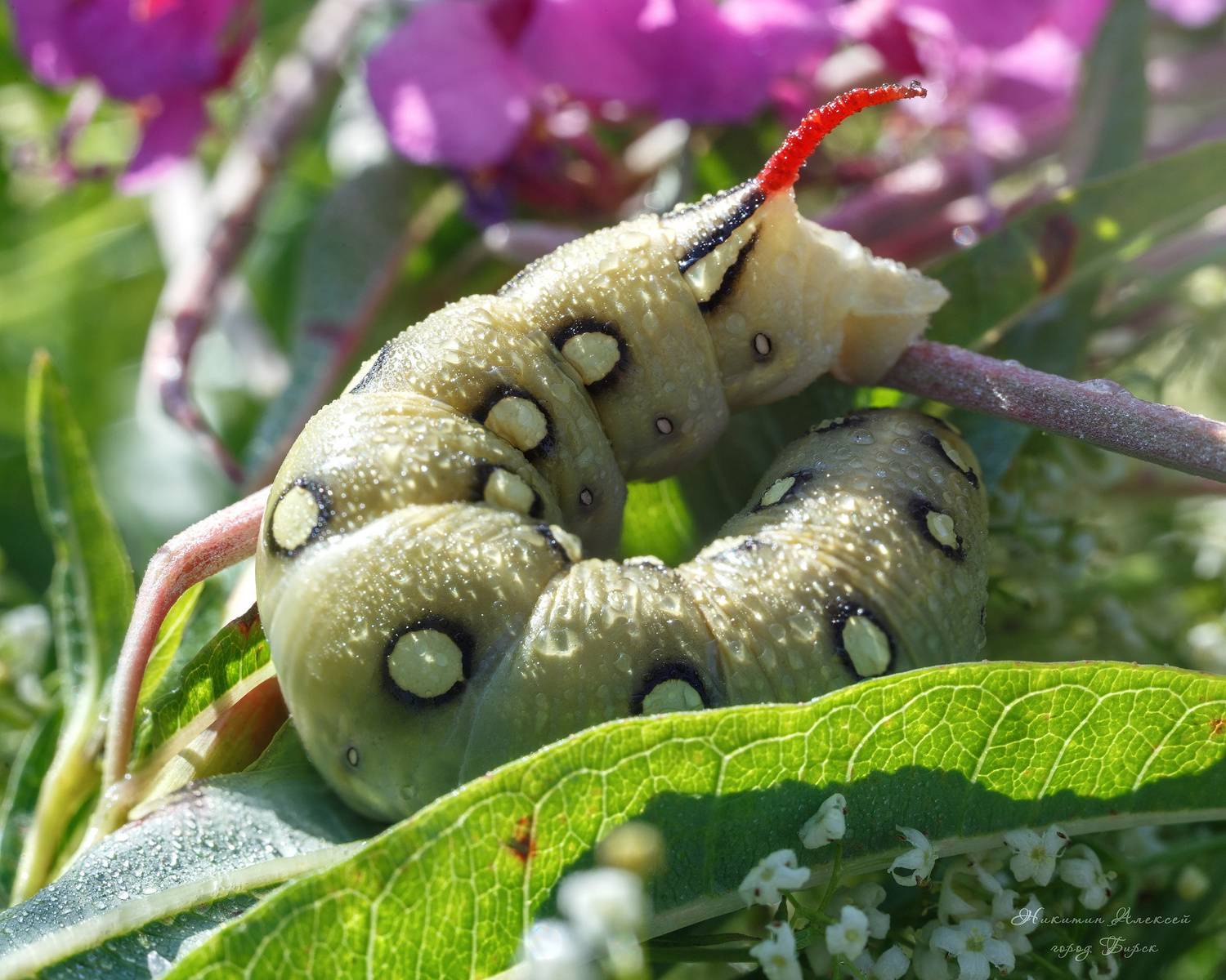 , Никитин Алексей