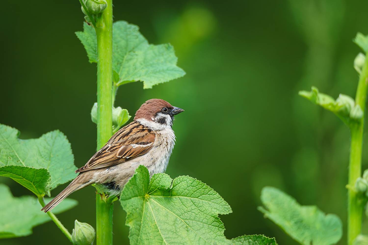 , Корнеев Алексей