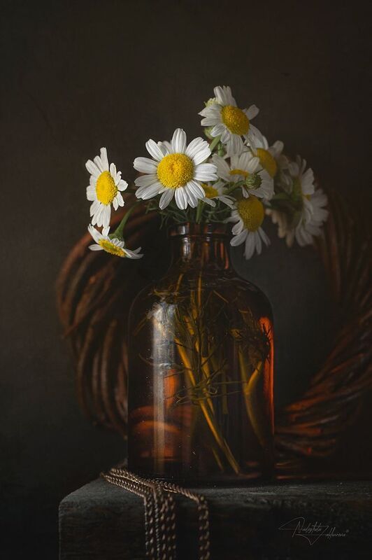 натюрморт, ромашки, цветы, натюрморт с ромашками, аптечная ромашка, лето2025, лето Лечебный*** фото превью