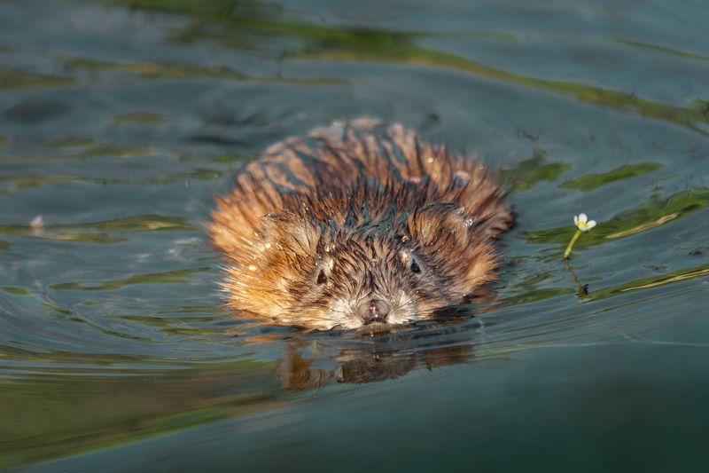 Ондатра фото превью