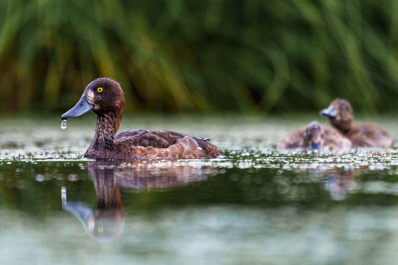 Насморк фото превью