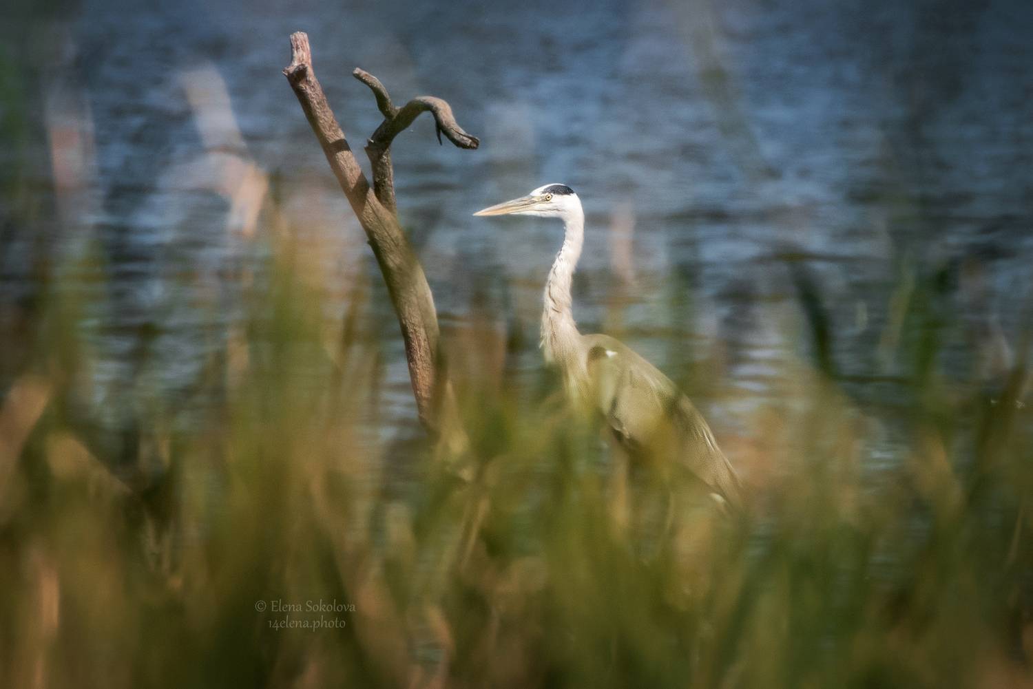 цапля, птицы, Соколова Елена
