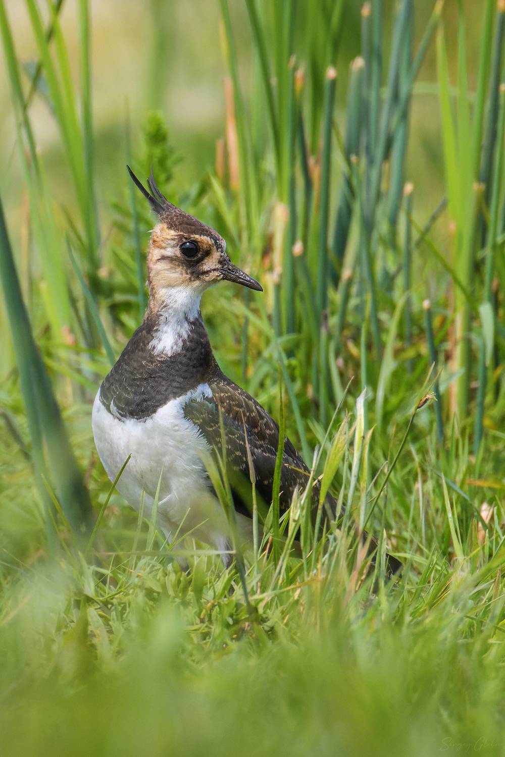 чибис, птицы, пернатые, Глебов Сергей