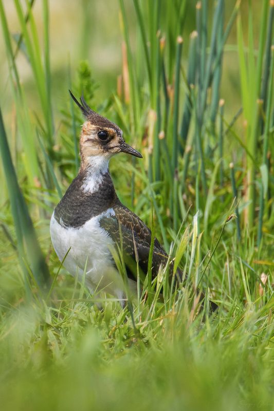 чибис, птицы, пернатые Чибис фото превью