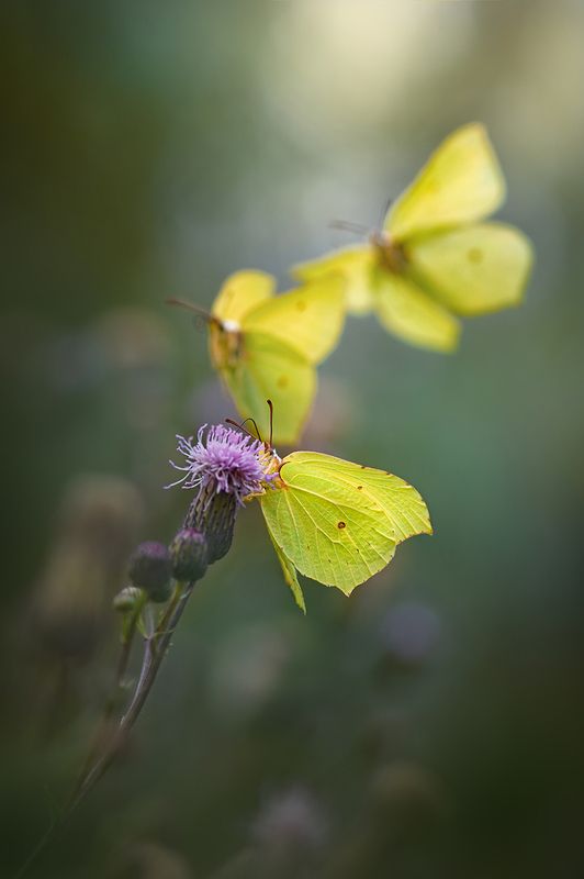 Лимонное трио фото превью