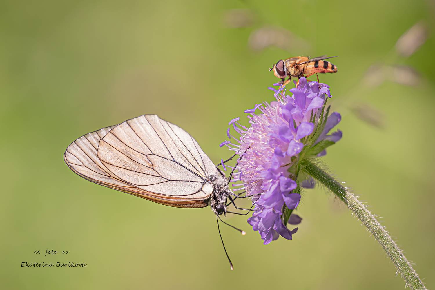 , Бурикова Екатерина