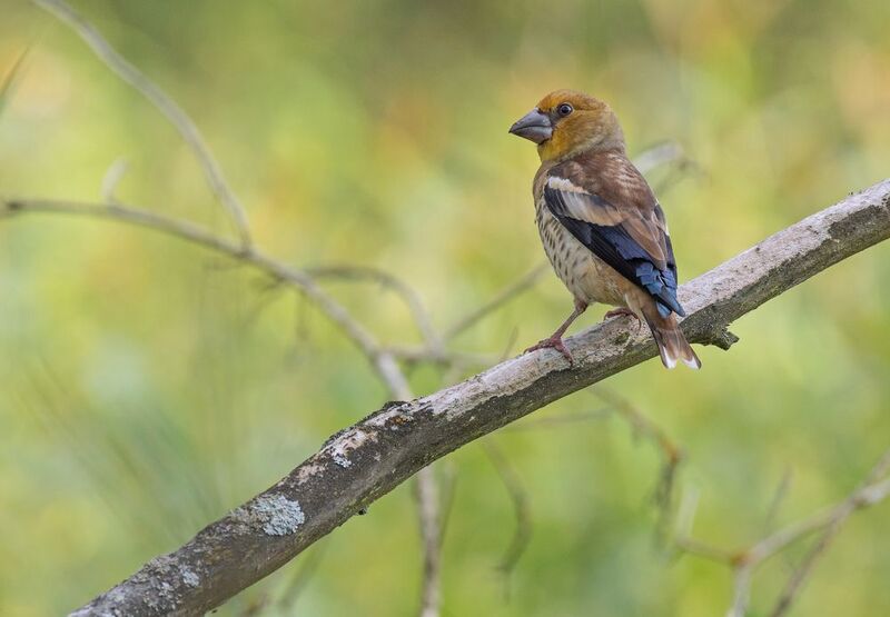 дубонос, птицы, весна, лето, фотоохота, природа Дубонос фото превью