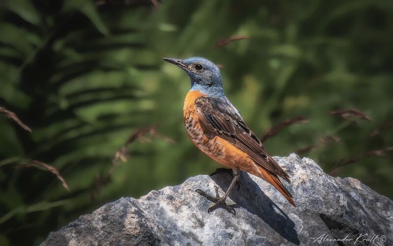 дрозд, пестрый каменный дрозд, monticola saxatilis Красавец мужчина фото превью