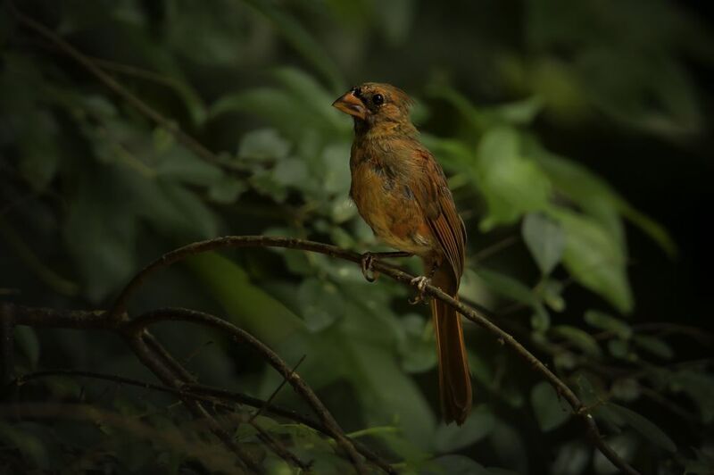 Кардинал фото превью