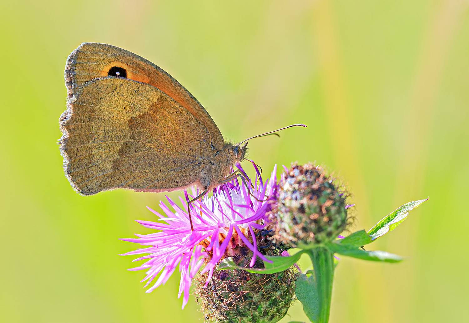 насекомые, бабочка, нимфалида, бархатница, воловий глаз, лето, июль, Борис Новиков